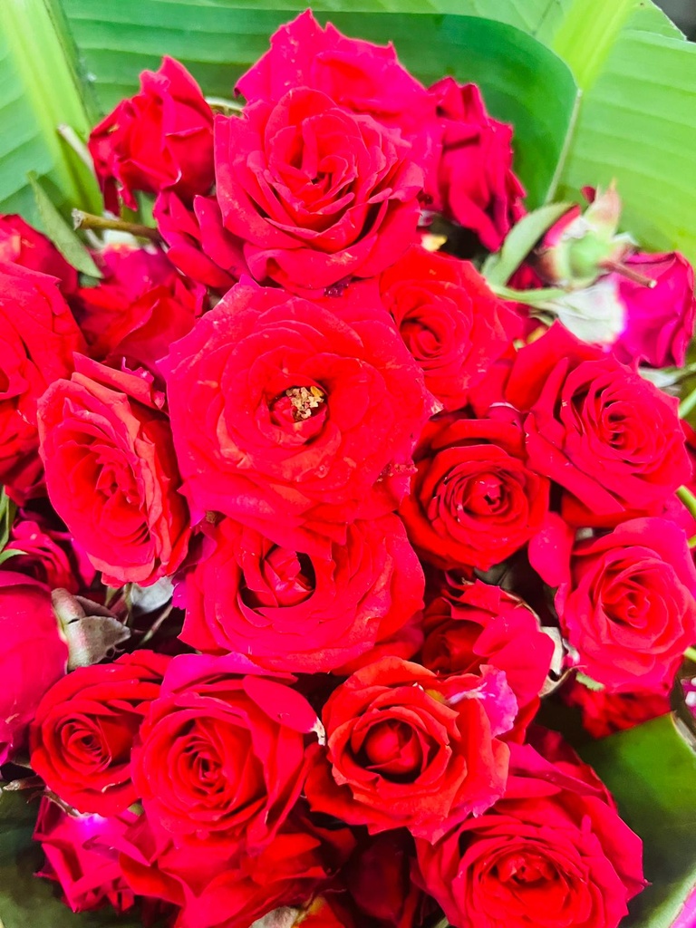 Red Rose Loose Flowers