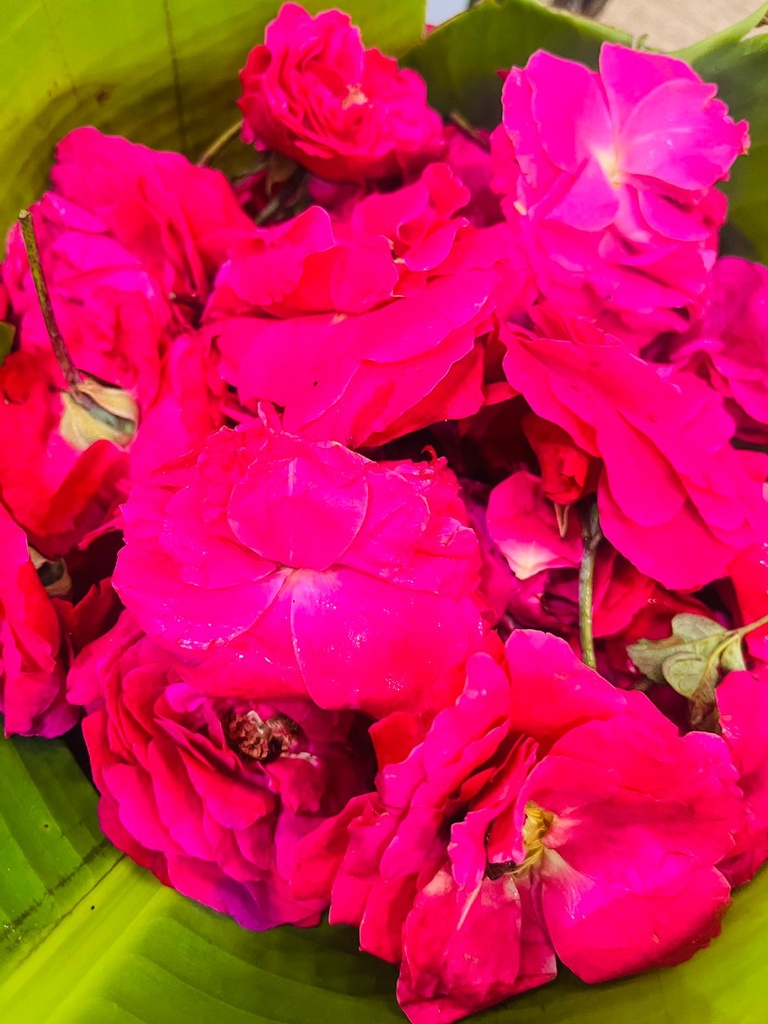 Panner Rose Loose Flowers