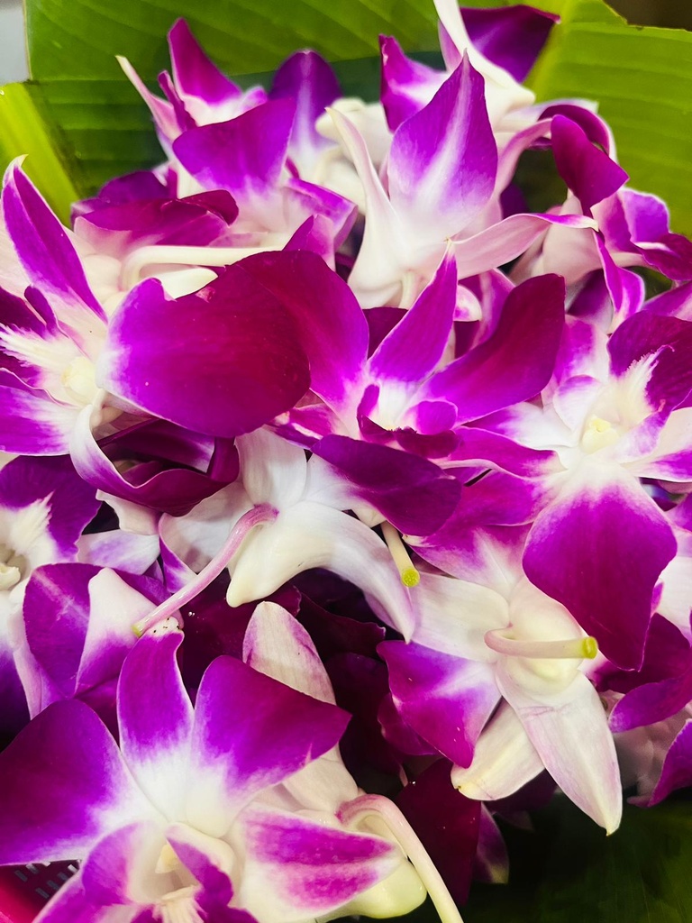 Orchid Loose Flowers