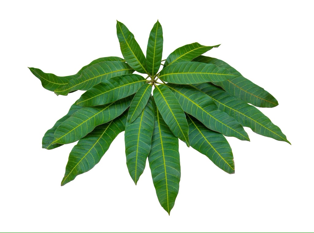 Mango Leaves Bunch