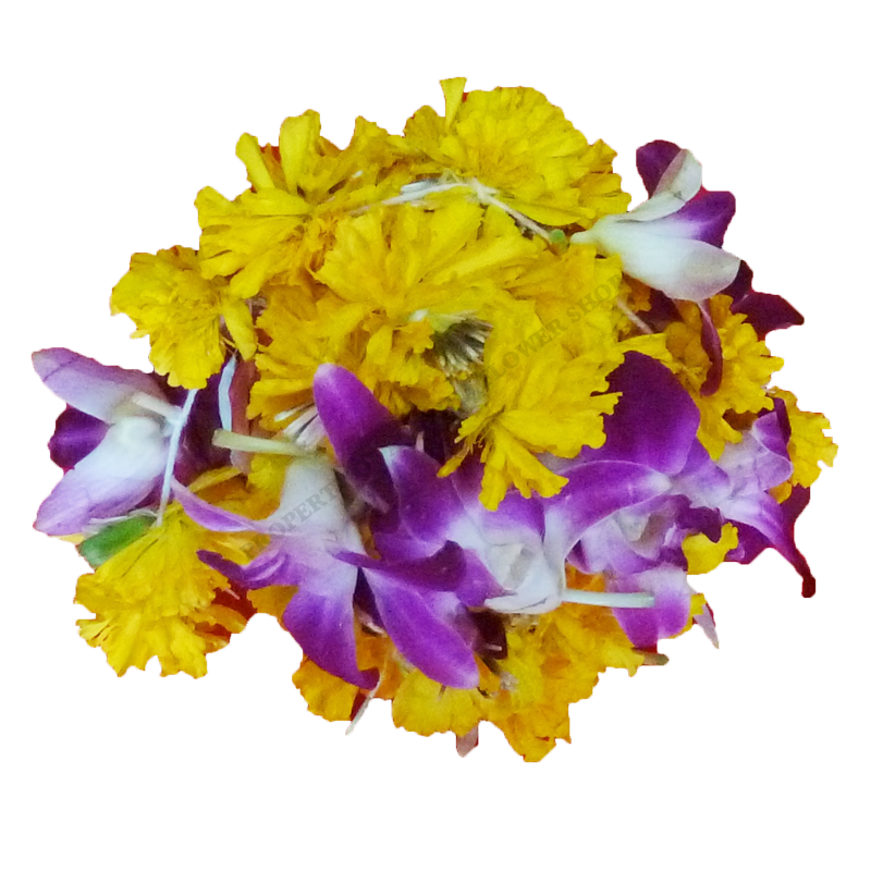 Orchid Marigol Kadampam Pandu