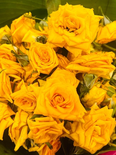Yellow Rose Loose Flowers