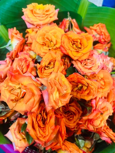 Orange Rose Lose Flowers