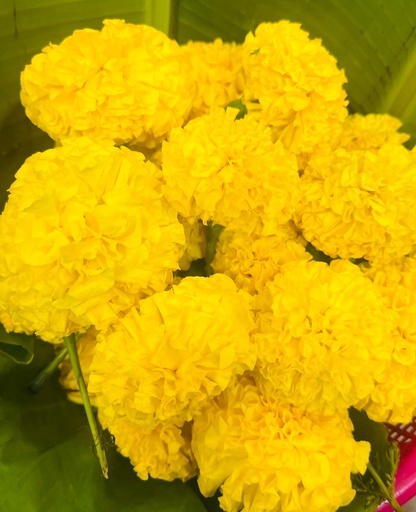 Yellow Marigold Loose Flowers