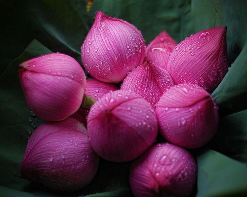 Lotus