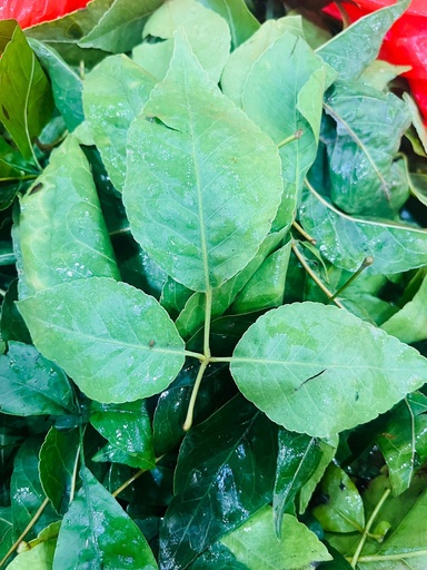 Vilvam Leaf Loose