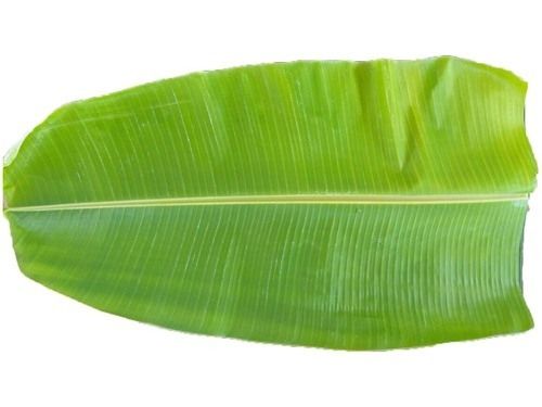 Banana Leaf Head